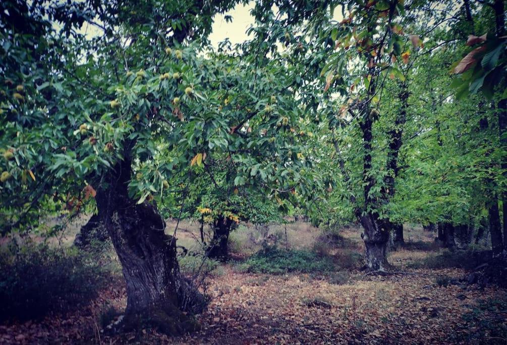 Olivae Villa Aracena Luaran gambar